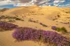 USA, California, Imperial Sand Dunes Recreation Area. Blooming verbena flowers. Art Print